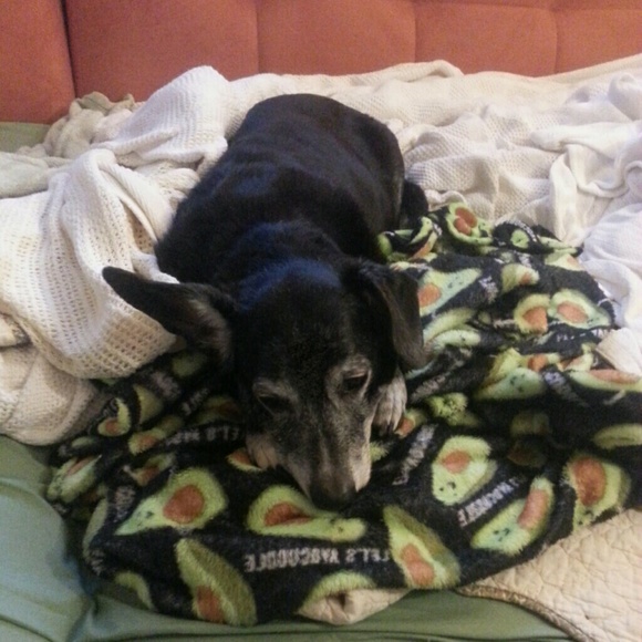 Other - My Corgi (No Longer With Us)